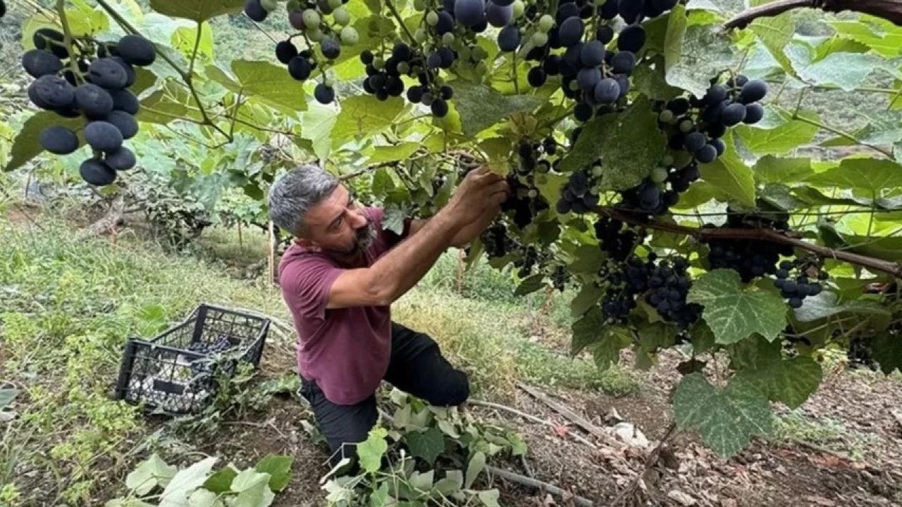 Foto - Ne fındık ne salep! Ünye'nin yeni gözdesi tonlarca satılıyor