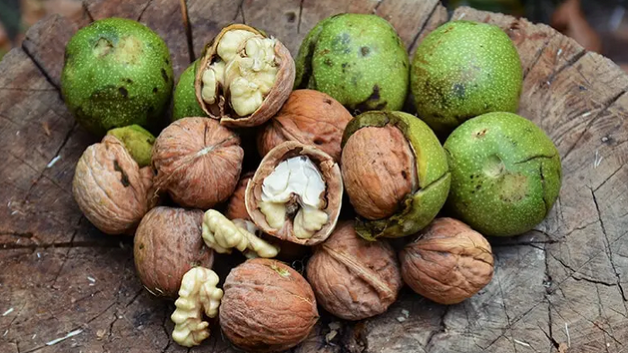 Ne içi ne kabuğu asıl maharet yaprağındaymış! Tansiyon, kolesterol, şekerin gizli ilacı 