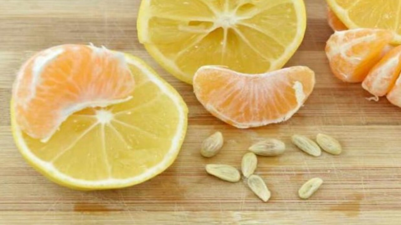 Foto - Ne işe yaradığını öğrenince şaşıracaksınız! Limon çekirdeklerini asla çöpe atmayın