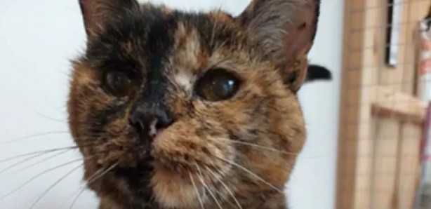 Foto - Ne işi var demeyin! Guinnes Rekorlar Kitabı'nda bir kedi