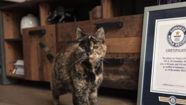 Foto - Ne işi var demeyin! Guinnes Rekorlar Kitabı'nda bir kedi