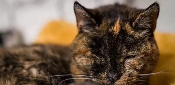 Foto - Ne işi var demeyin! Guinnes Rekorlar Kitabı'nda bir kedi