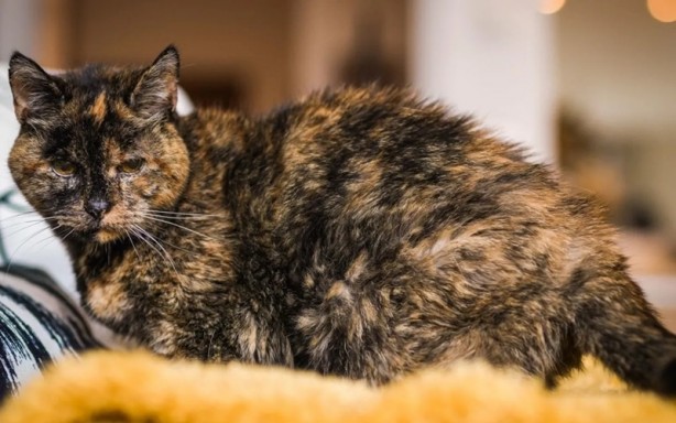 Foto - Ne işi var demeyin! Guinnes Rekorlar Kitabı'nda bir kedi