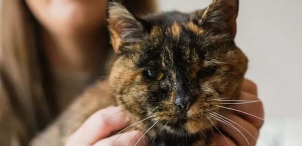 Ne işi var demeyin! Guinnes Rekorlar Kitabı'nda bir kedi