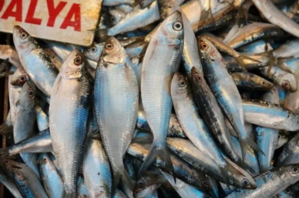 Foto - Ne meyve ne de sebze! Bakın dünyanın en sağlıklı besini neymiş