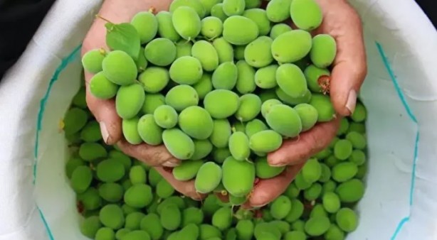 Foto - Ne meyve ne de sebze! Bakın dünyanın en sağlıklı besini neymiş