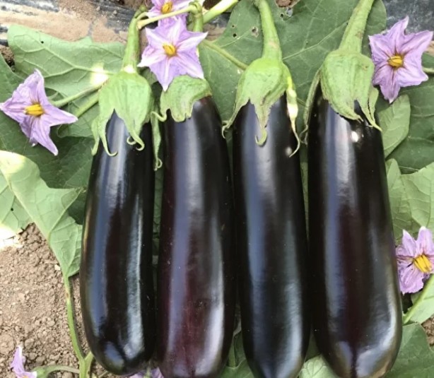 Foto - Ne meyve ne de sebze! Bakın dünyanın en sağlıklı besini neymiş