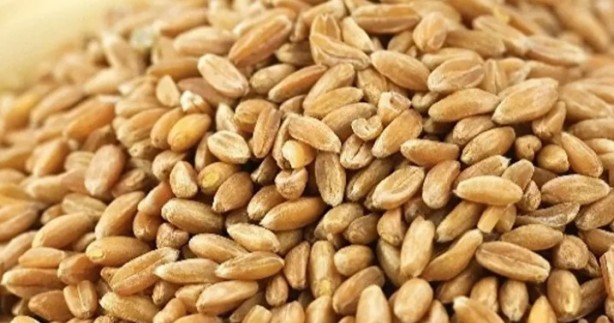 Foto - Ne meyve ne de sebze! Bakın dünyanın en sağlıklı besini neymiş