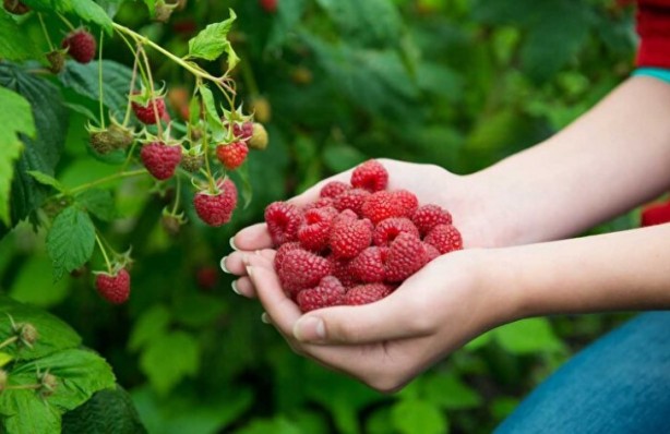 Foto - Ne meyve ne de sebze! Bakın dünyanın en sağlıklı besini neymiş