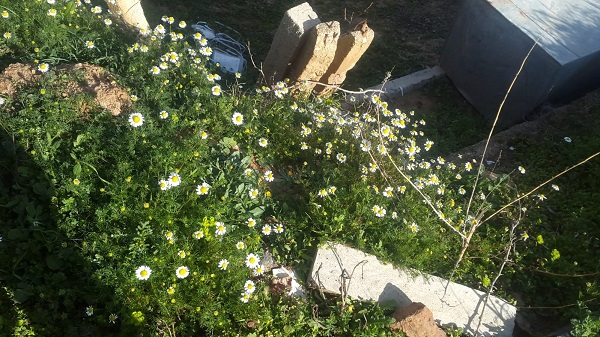 Foto - Ne olduğunu anlayamadılar! Şubat ayında bir ilk... 