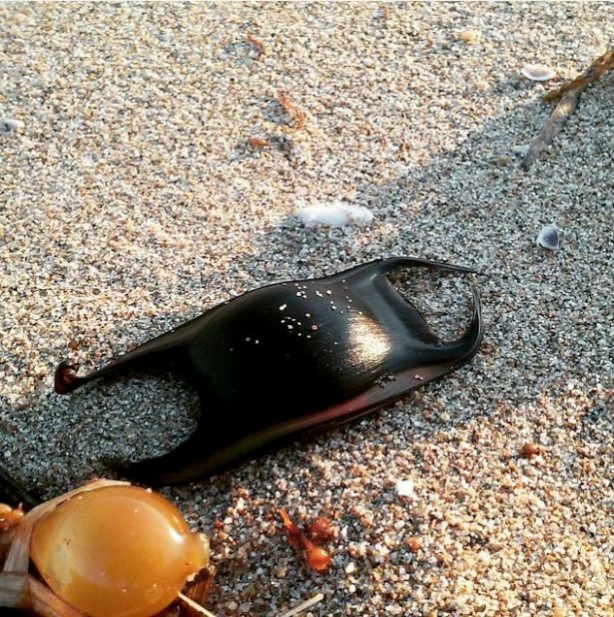 Foto - Ne olduğunu öğrenince hayrete düşeceksiniz