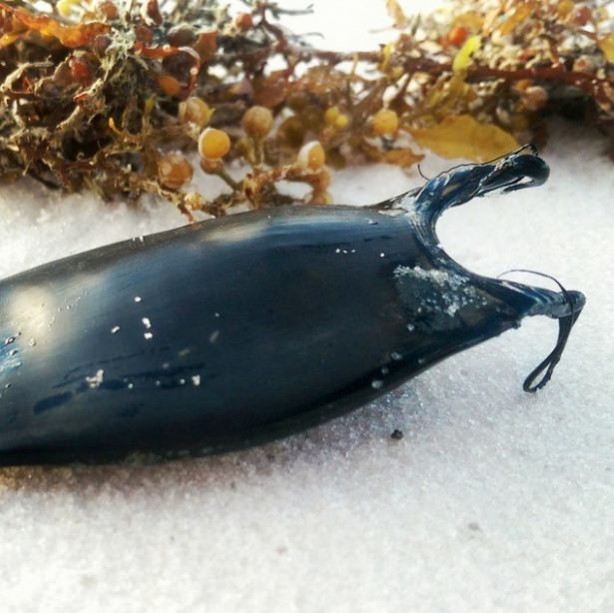 Foto - Ne olduğunu öğrenince hayrete düşeceksiniz