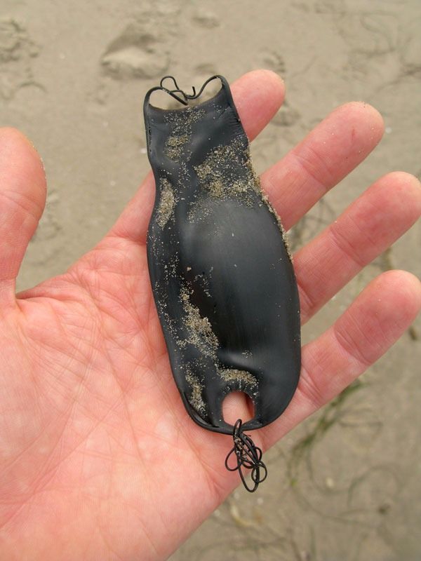 Foto - Ne olduğunu öğrenince hayrete düşeceksiniz