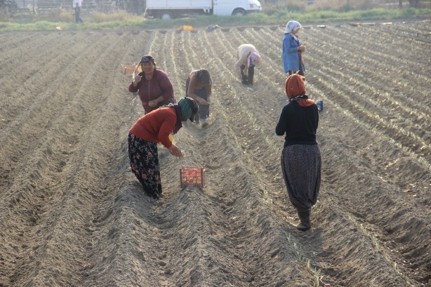 Foto - Ne olduysa korona sonrası oldu! 50 kuruşa bile satılmayan ürüne talep patlaması