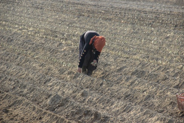 Foto - Ne olduysa korona sonrası oldu! 50 kuruşa bile satılmayan ürüne talep patlaması