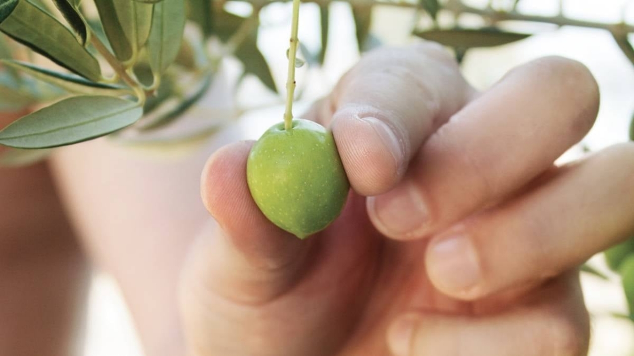 Foto - Ne olduysa sessiz sedasız oldu! Türkiye’nin tarihi zeytinyağı üreticisi battı
