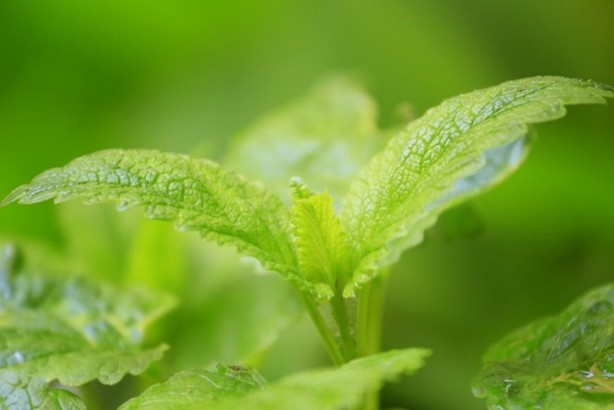 Foto - Ne stres ne de üzüntü bırakıyor! İşte şok eden doğal antidepresan o bitki: Bir bardak için ve...Vazgeçilmezleri