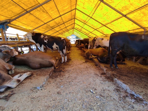 Foto - Ne umduk ne bulduk! Kurban pazarına gidenleri şaşkına çeviren afiş
