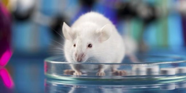 Foto - Ne vizon ne yarasa! İşte Omicron'un kökeni