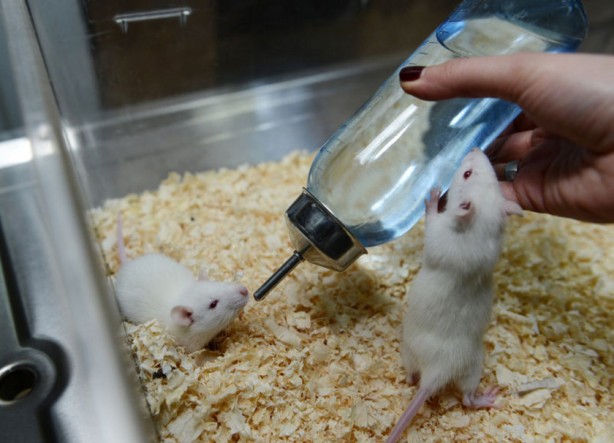 Foto - Ne vizon ne yarasa! İşte Omicron'un kökeni