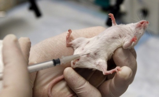 Foto - Ne vizon ne yarasa! İşte Omicron'un kökeni