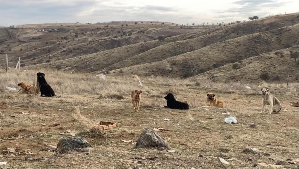 Foto - Ne zaman önlem alınacak? Köpek sürüsü değil sanki koyun sürüsü