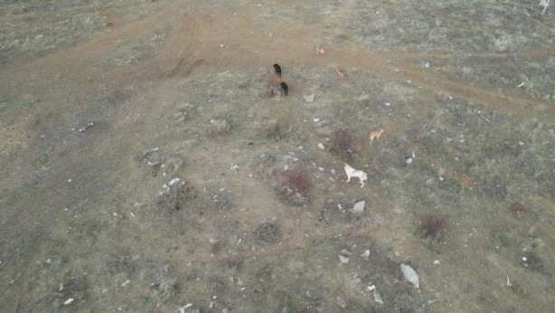 Ne zaman önlem alınacak? Köpek sürüsü değil sanki koyun sürüsü