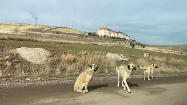 Foto - Ne zaman önlem alınacak? Köpek sürüsü değil sanki koyun sürüsü