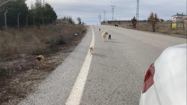 Foto - Ne zaman önlem alınacak? Köpek sürüsü değil sanki koyun sürüsü