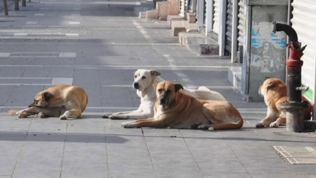 Foto - Ne zaman son bulacak? Sokak köpeğinden kaçarken otomobil çarptı!