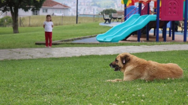 Foto - Ne zaman son bulacak? Sokak köpeğinden kaçarken otomobil çarptı!