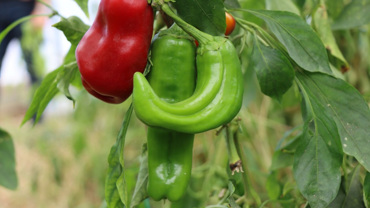 Foto - Neden siz de yapamayasınız! Mezun olur olmaz patron olma hikayesi