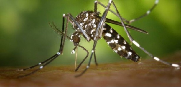 Foto - Nedenini duyunca çok şaşıracaksınız! Sivrisinekler ısırmak için kimleri seçiyor?