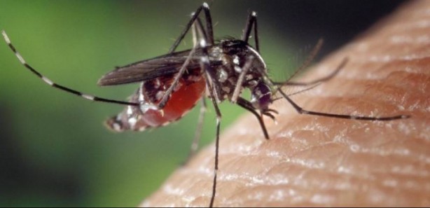 Foto - Nedenini duyunca çok şaşıracaksınız! Sivrisinekler ısırmak için kimleri seçiyor?