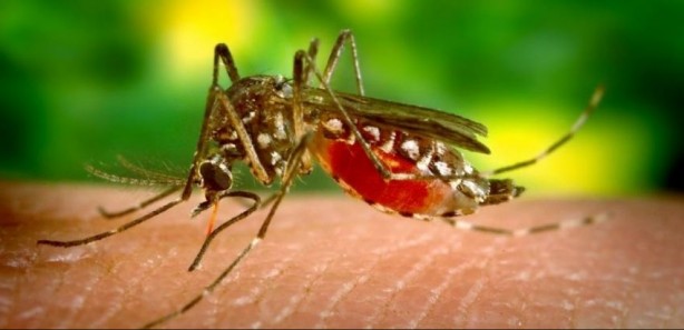 Foto - Nedenini duyunca çok şaşıracaksınız! Sivrisinekler ısırmak için kimleri seçiyor?