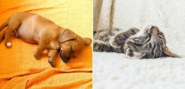 Foto - Nedenleri birbirinden ilginç İnsan uyurken neden konuşur?