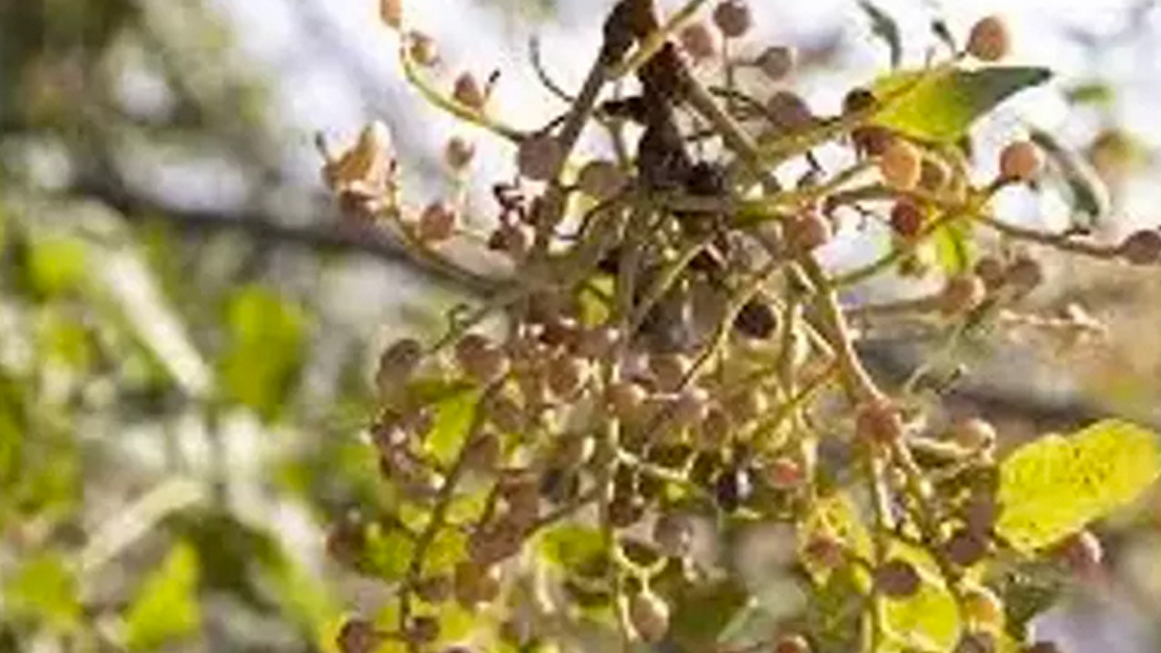 Foto - Nefes darlığının doğal ilacı! Astım, bronşit ve kuru öksürüğün düşmanı: Kahve yapar gibi pişirin