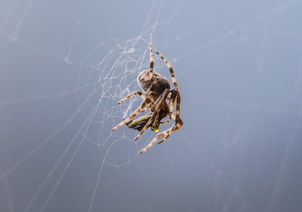 Foto - Nefes kesen kareler! Örümcek avını yakalarken görüntülendi