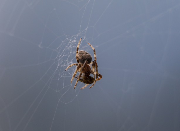 Foto - Nefes kesen kareler! Örümcek avını yakalarken görüntülendi