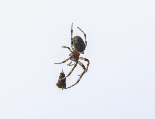 Foto - Nefes kesen kareler! Örümcek avını yakalarken görüntülendi
