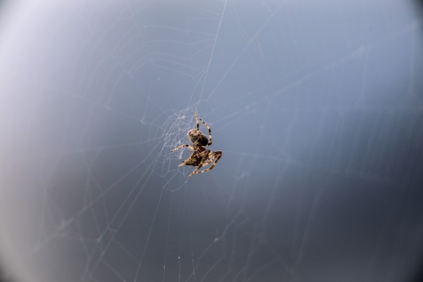 Foto - Nefes kesen kareler! Örümcek avını yakalarken görüntülendi