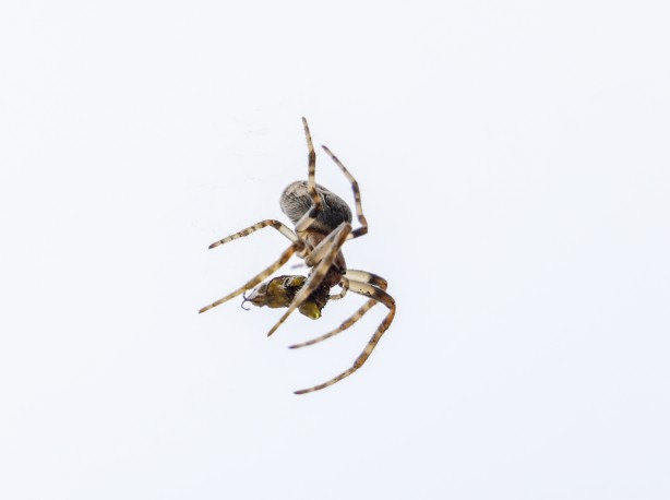 Foto - Nefes kesen kareler! Örümcek avını yakalarken görüntülendi