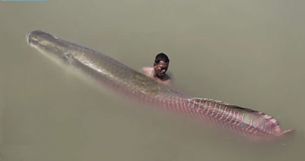 Foto - Nehir canavarı