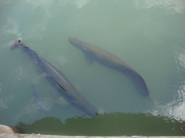 Foto - Nehir canavarı