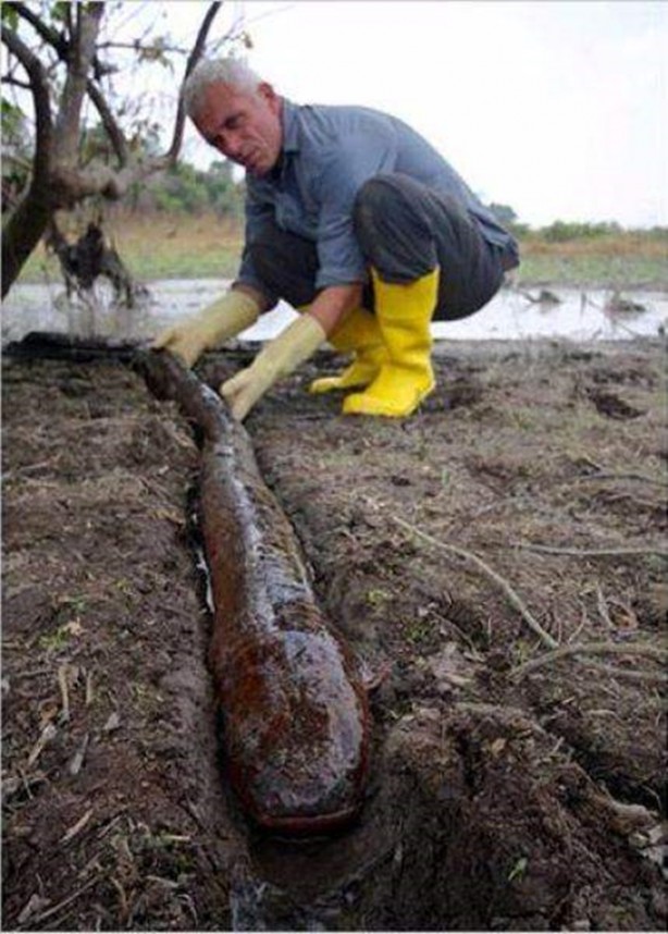 Foto - Nehirde yaşayan korkunç balıklar