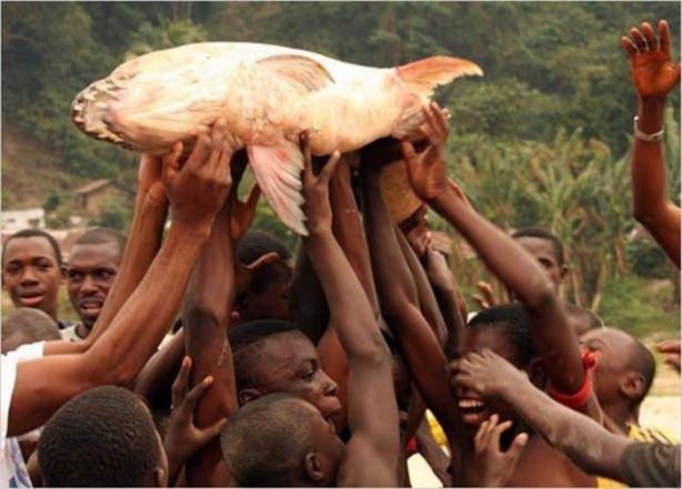 Foto - Nehirde yaşayan korkunç balıklar