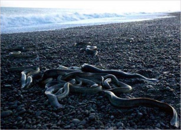 Foto - Nehirde yaşayan korkunç balıklar