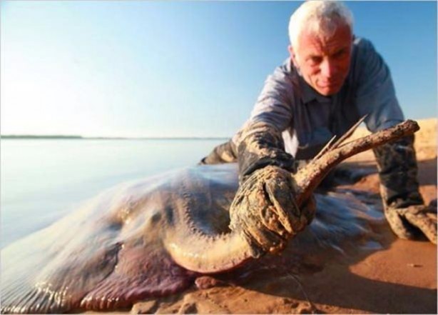 Foto - Nehirde yaşayan korkunç balıklar