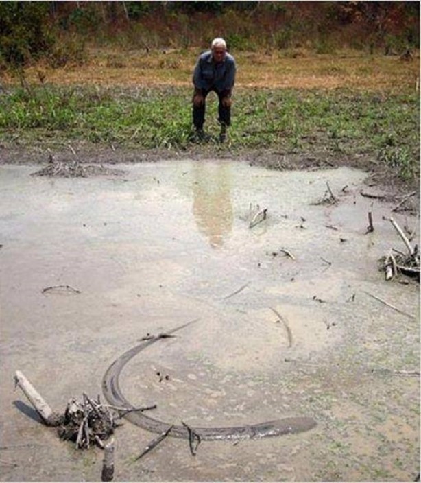 Foto - Nehirde yaşayan korkunç balıklar