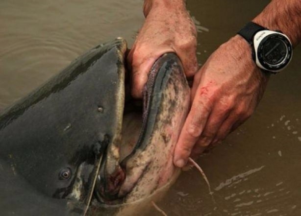 Foto - Nehirde yaşayan korkunç balıklar